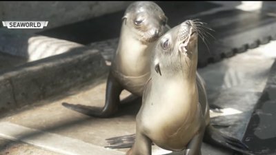 Malnourished sea lion pup back to eating fish after wild outing in Coronado