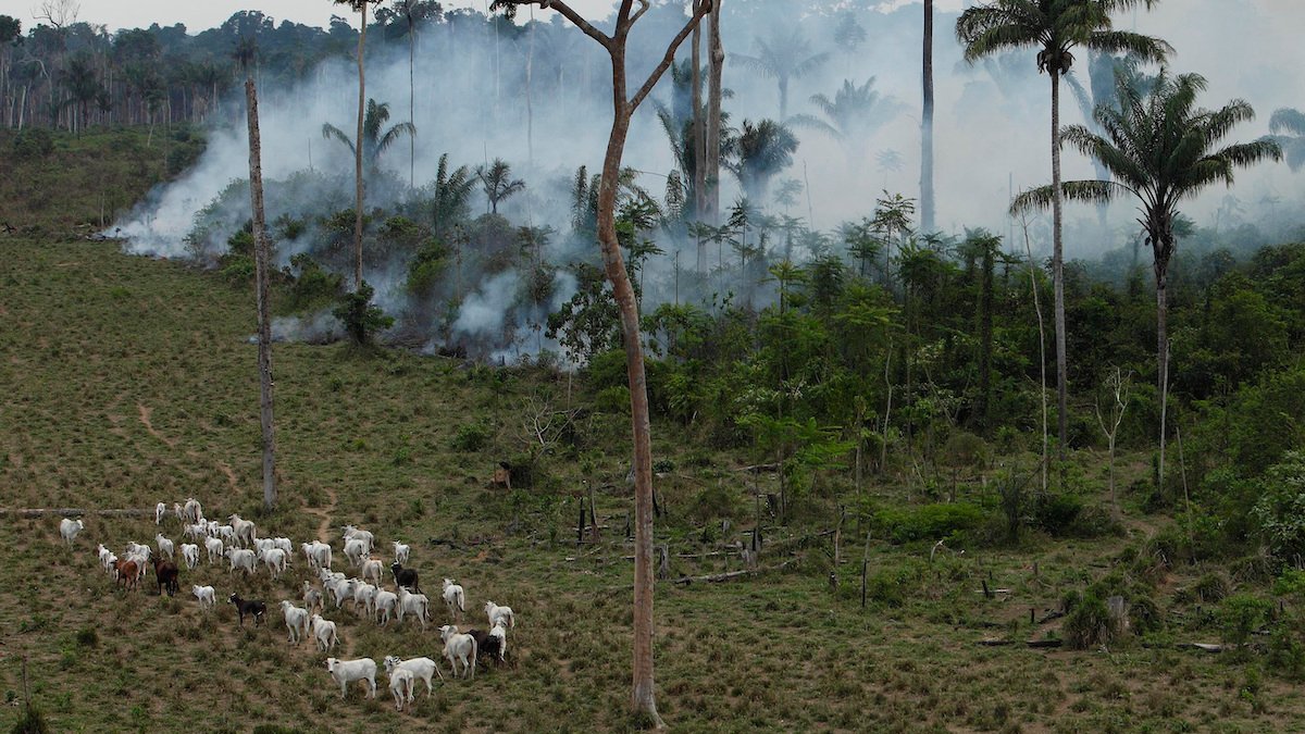 How a Utah-based beef distributor fuels amazon deforestation – NBC 7 San Diego - Vimarsana News