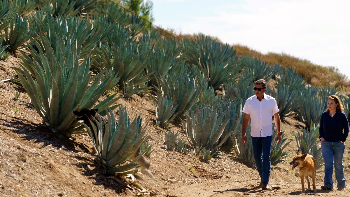 Californians farm agave to weather drought and groundwater limits – NBC 7 San Diego - Vimarsana News