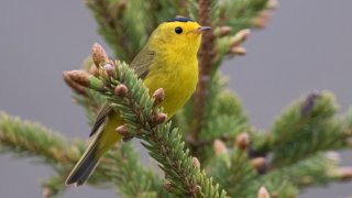 This photo provided by the U.S. Fish & Wildlife Service shows a Wilson’s warbler bird in Alaska.