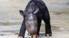 A critically endangered Sumatran rhino named Delilah successfully gives birth in Indonesia