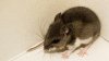 Deadly hantavirus found in 3 deer mice near Mount Laguna