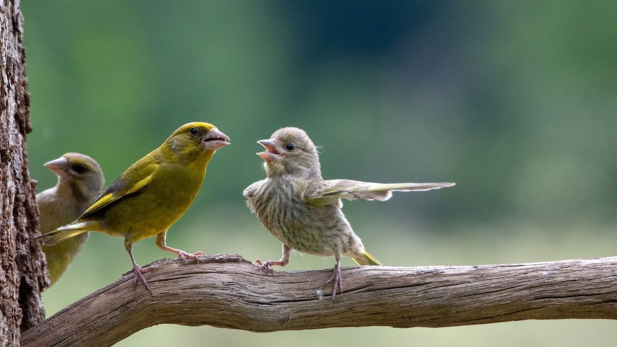 Comedy Wildlife Photography Awards 2023: See the funniest winners – NBC 7 San Diego - Vimarsana News