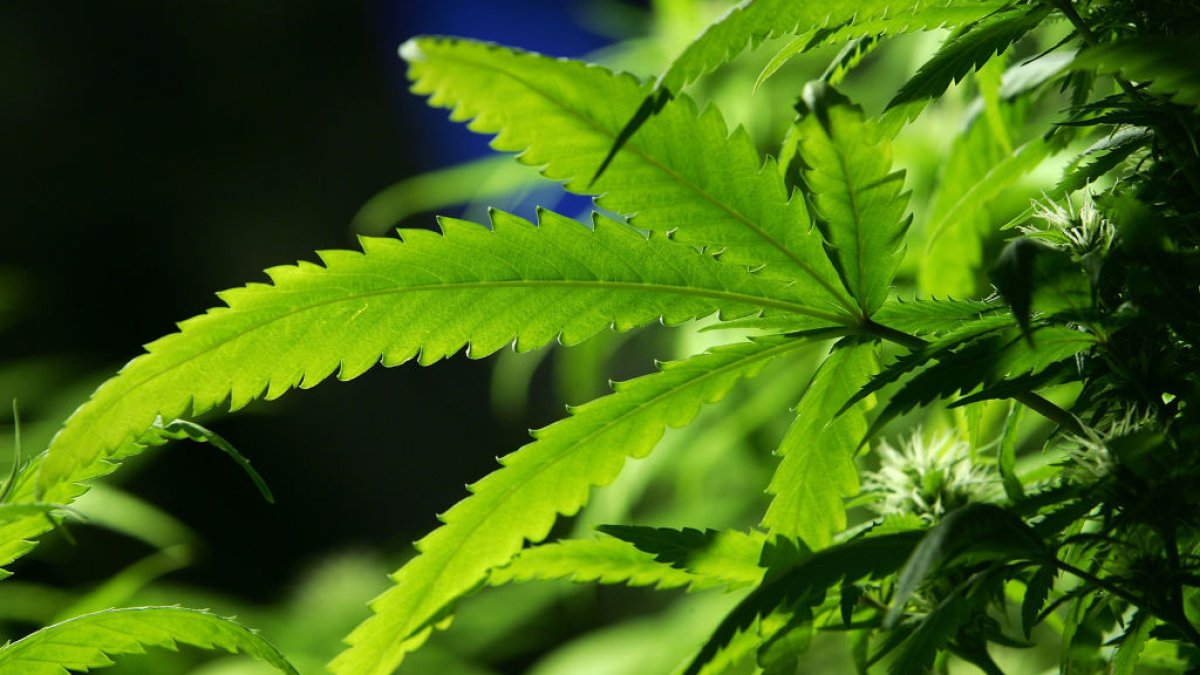 Ohio legalizes recreational marijuana for adults – NBC 7 San Diego - Vimarsana News