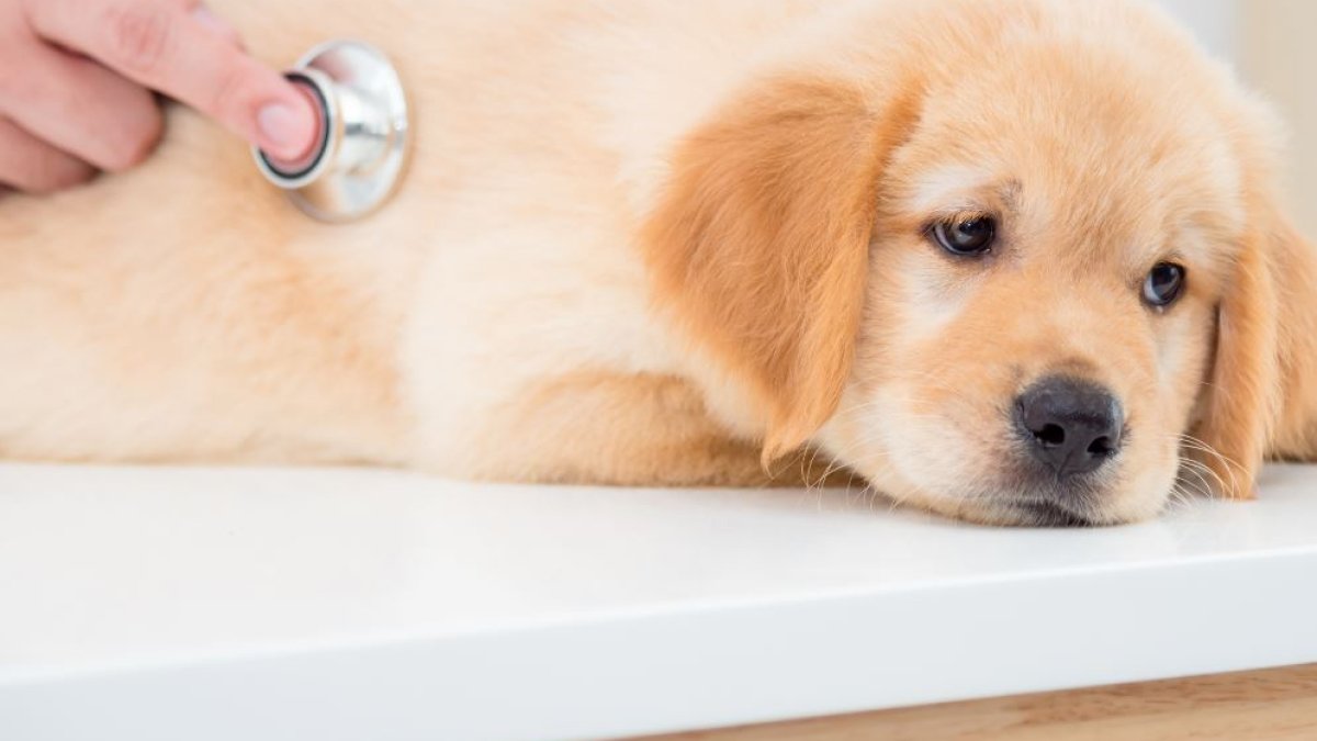 Čo by ste mali vedieť o „vážnej“ chorobe psov, ktorá sa šíri v útulku San Diego Humane Society – NBC 7 San Diego
