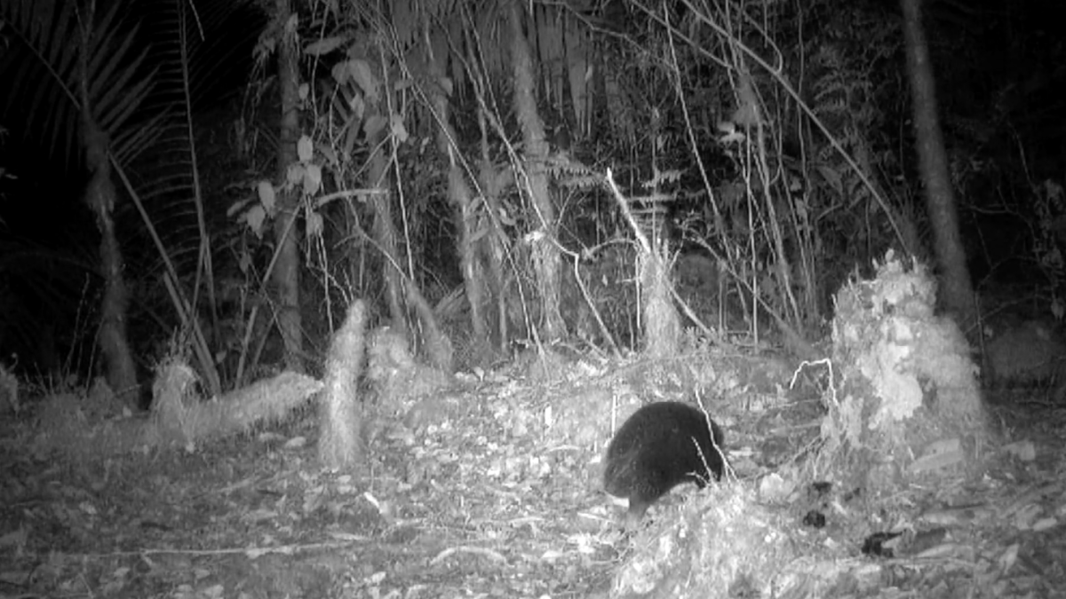 Endangered egg-laying mammal seen for the first time in 60 years – NBC 7 San Diego - Vimarsana News