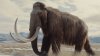 Woolly Mammoth de-extinction project is underway