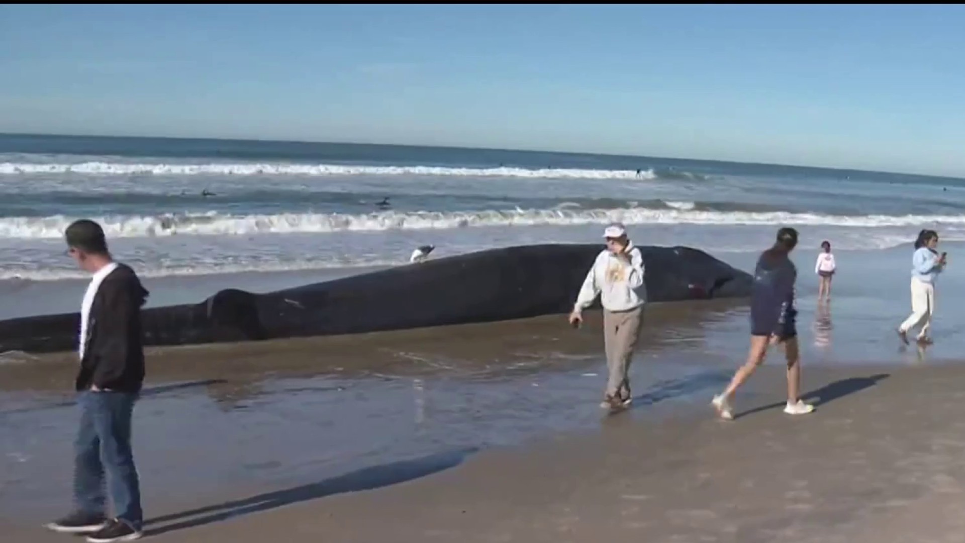 Carcass Of Endangered Whale Species Washes Up On Pacific Beach – NBC 7 ...