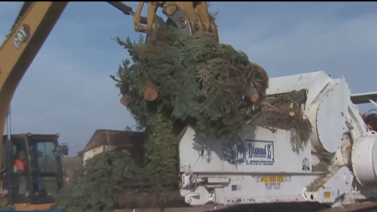 Recycling your Christmas Trees in San Diego NBC 7 San Diego
