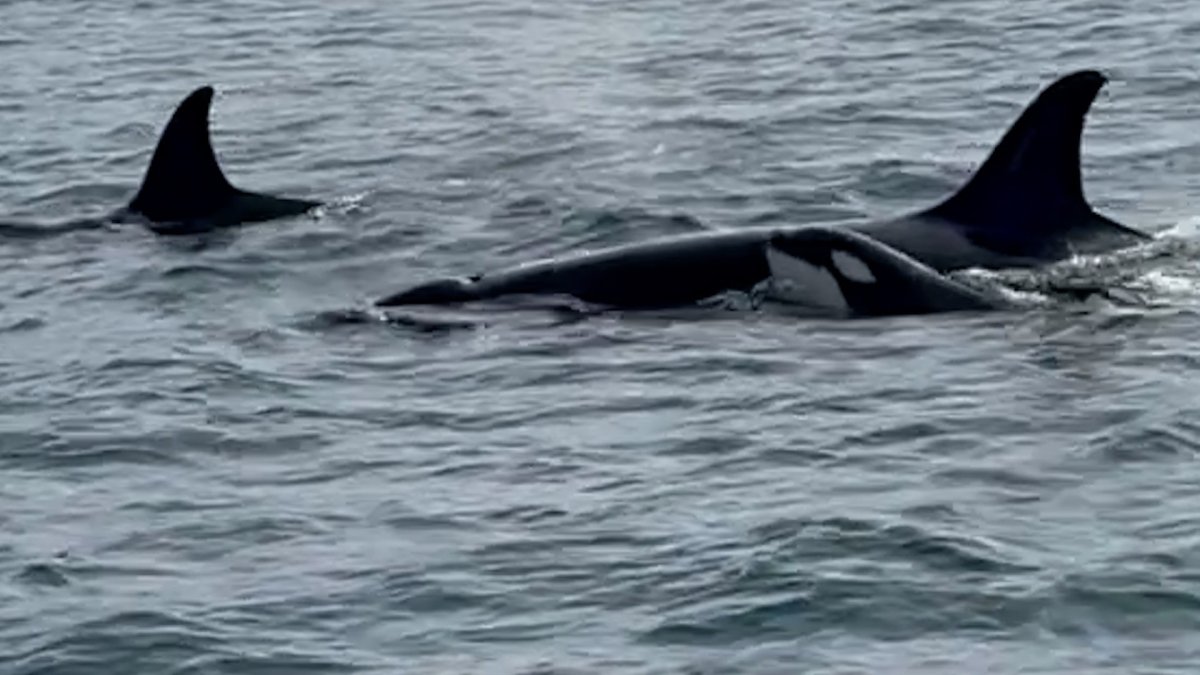 Orcas here to stay? Killer-whale pod spotted off La Jolla on Christmas ...