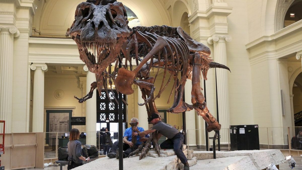 Sue the T-rex: Who inherits what's left from $7.6-million dinosaur skeleton sale? – NBC 7 San Diego - Vimarsana News