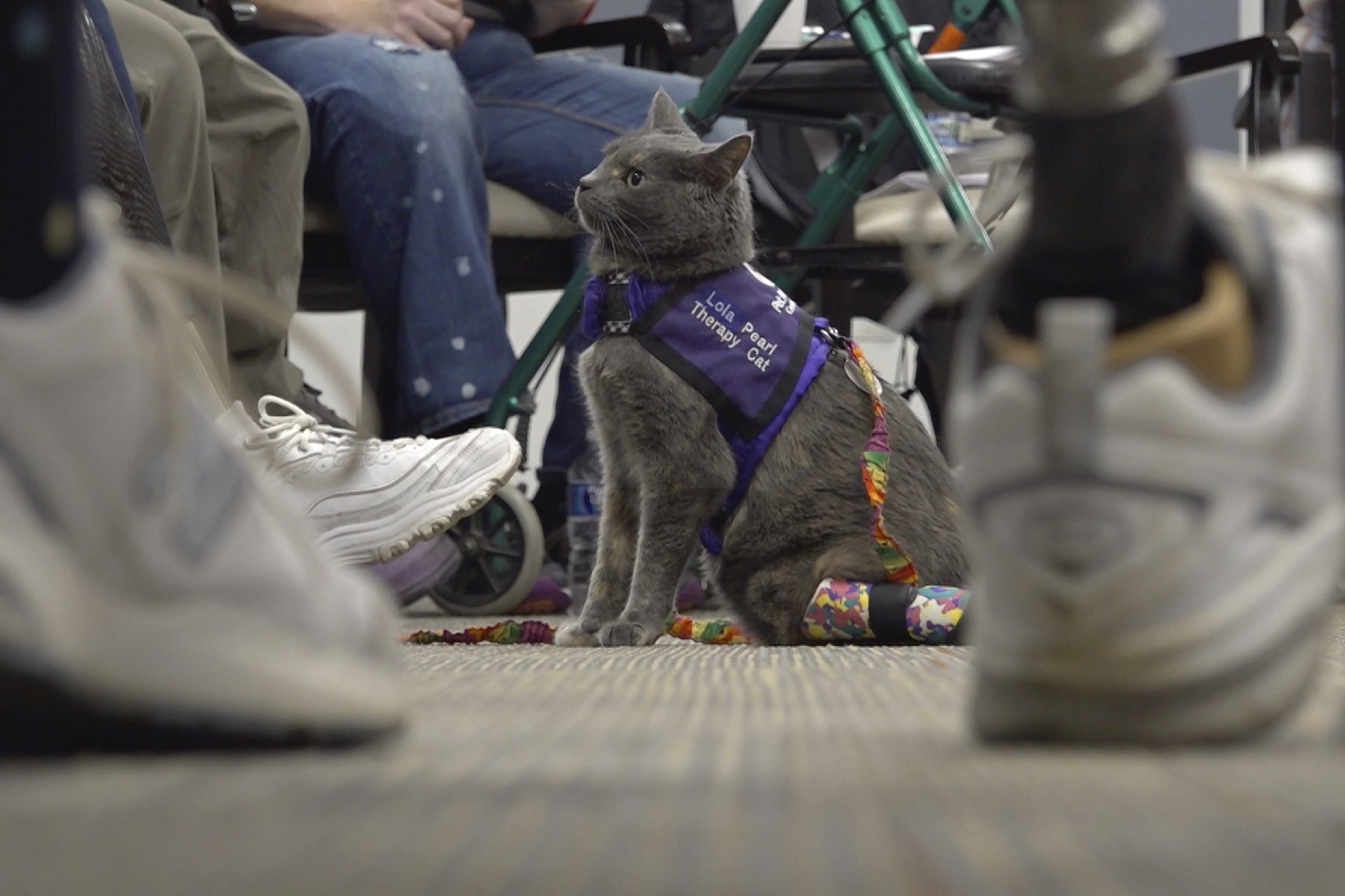 Cat and owner share amputee journey; help others through animal therapy – NBC 7 San Diego - Vimarsana News