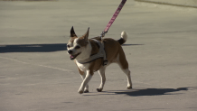 This photo, taken in December, shows a dog being walked near Sail Bay.