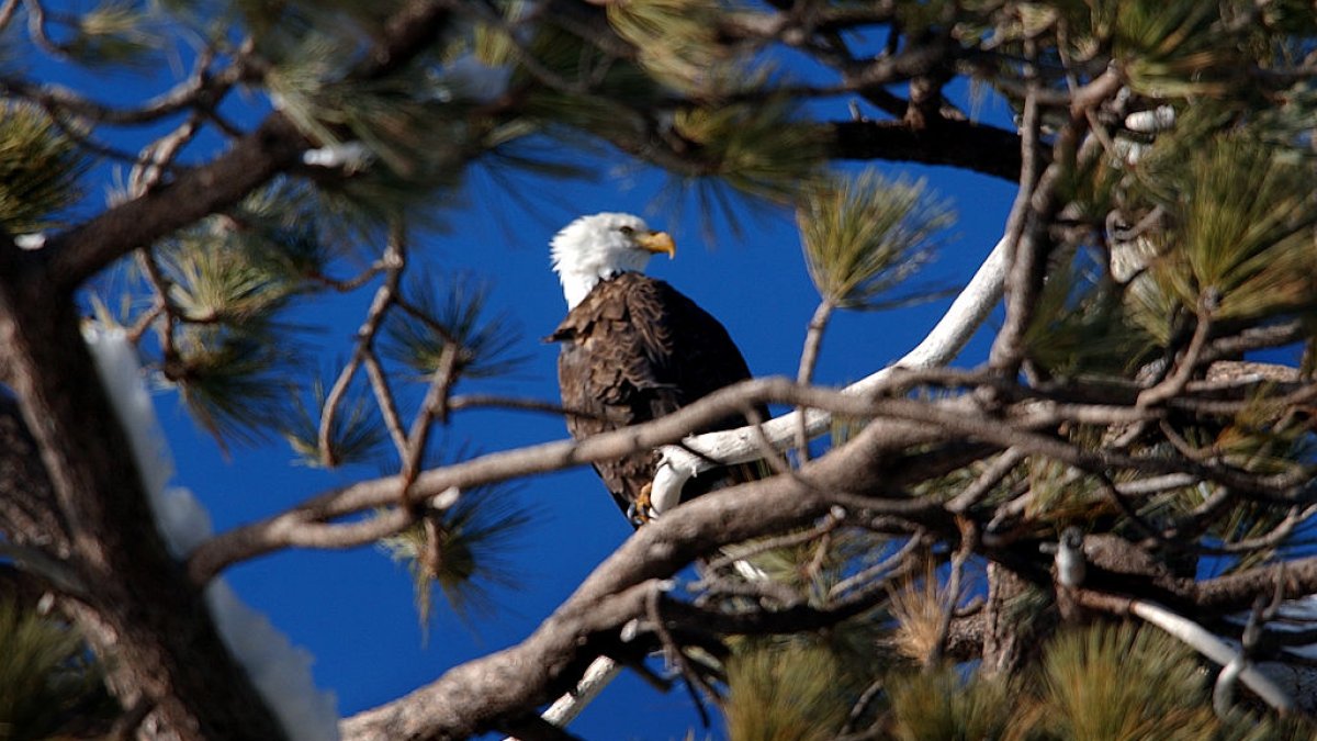 2 men charged with killing thousands of birds, including bald eagles, in Montana – NBC 7 San Diego - Vimarsana News