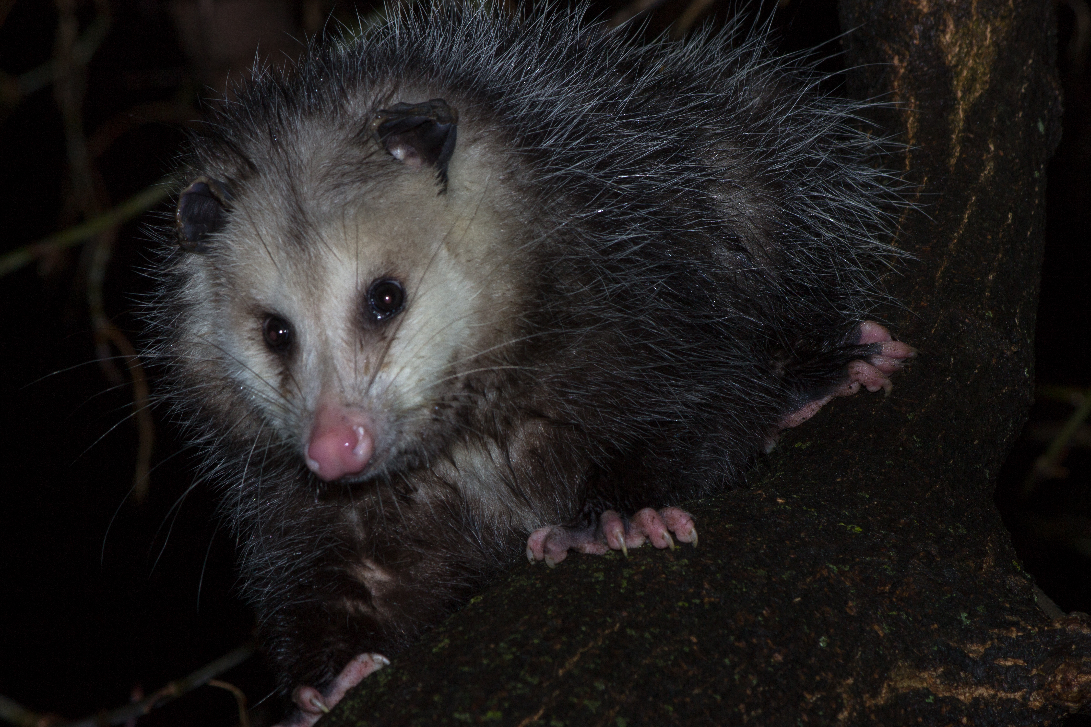 Woman who found wild opossum in her Christmas tree explains the ordeal – NBC 7 San Diego - Vimarsana News