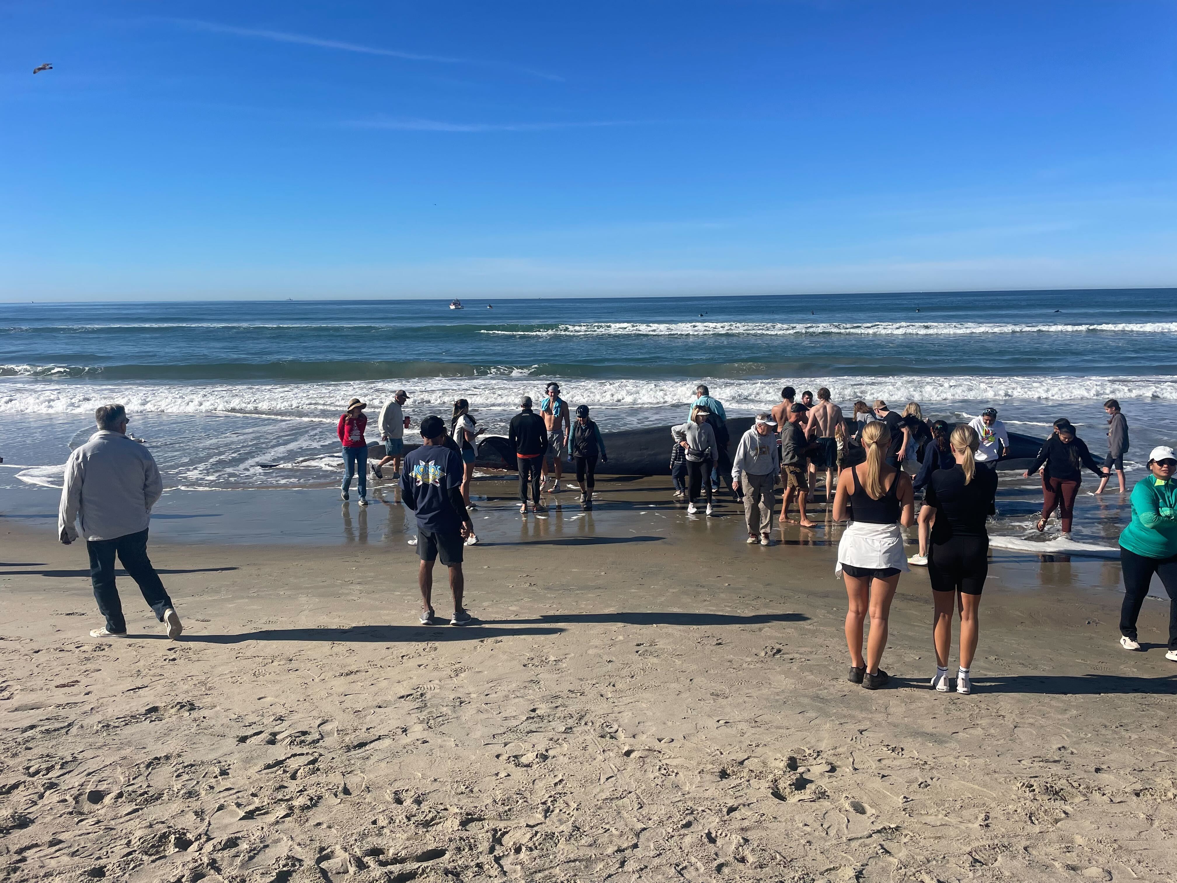 52ft. whale washes ashore on Pacific Beach in San Diego; NOAA
