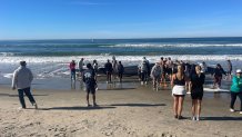 A crowd gathers to look at a whale that washed ashore on Pacific Beach in San Diego, Dec. 10, 2023.