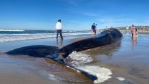 A whale is shown on Pacific Beach in San Diego after washing ashore, Dec. 10, 2023.