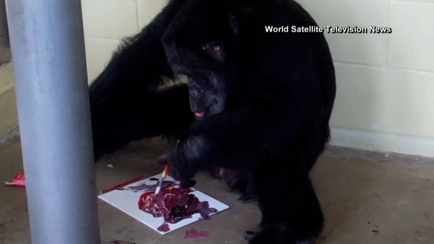 Paintings made by chimpanzees for sale at Miami Art Week