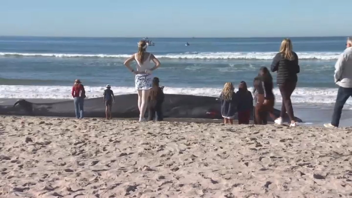 52ft. whale washes ashore on Pacific Beach in San Diego; NOAA