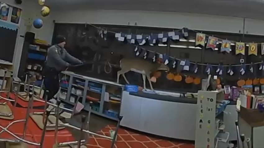 Police try to corral a wild deer inside a classroom, all caught on body camera video.