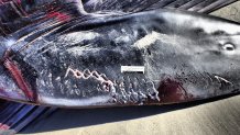 Photos provided by NOAA show what are known as "rake marks" on a fin whale that washed up on Pacific Beach on Dec. 10.
