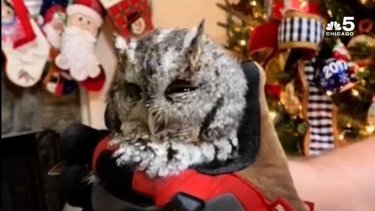 Kentucky family finds owl living inside fully decorated Christmas tree – NBC 7 San Diego - Vimarsana News