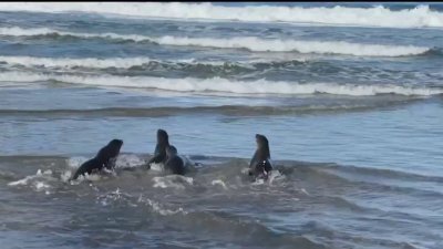 Sea lion pups returned to ocean after SeaWorld rehab