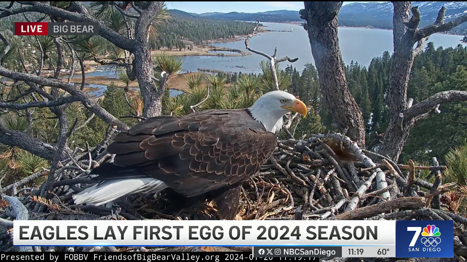 Big Bear Eagle Lays First Egg Of 2024 Season NBC 7 San Diego   28622638490 1080pnbcstations 