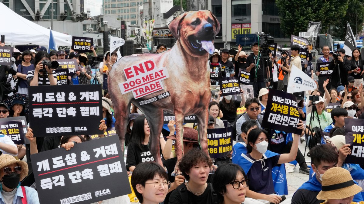 South Korea passes bill to ban production of dog meat – NBC 7 San Diego - Vimarsana News