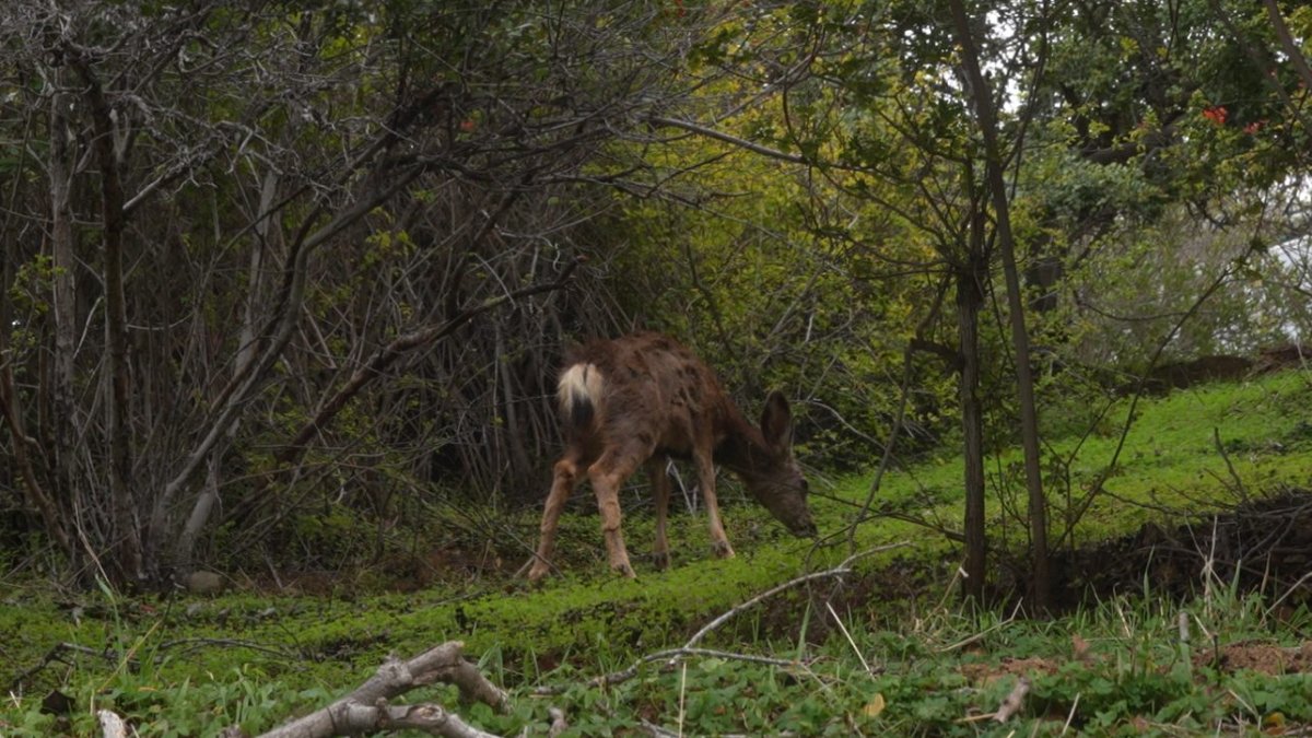 Catalina Island locals respond to decision to eradicate 2,000 deer – NBC 7 San Diego - Vimarsana News