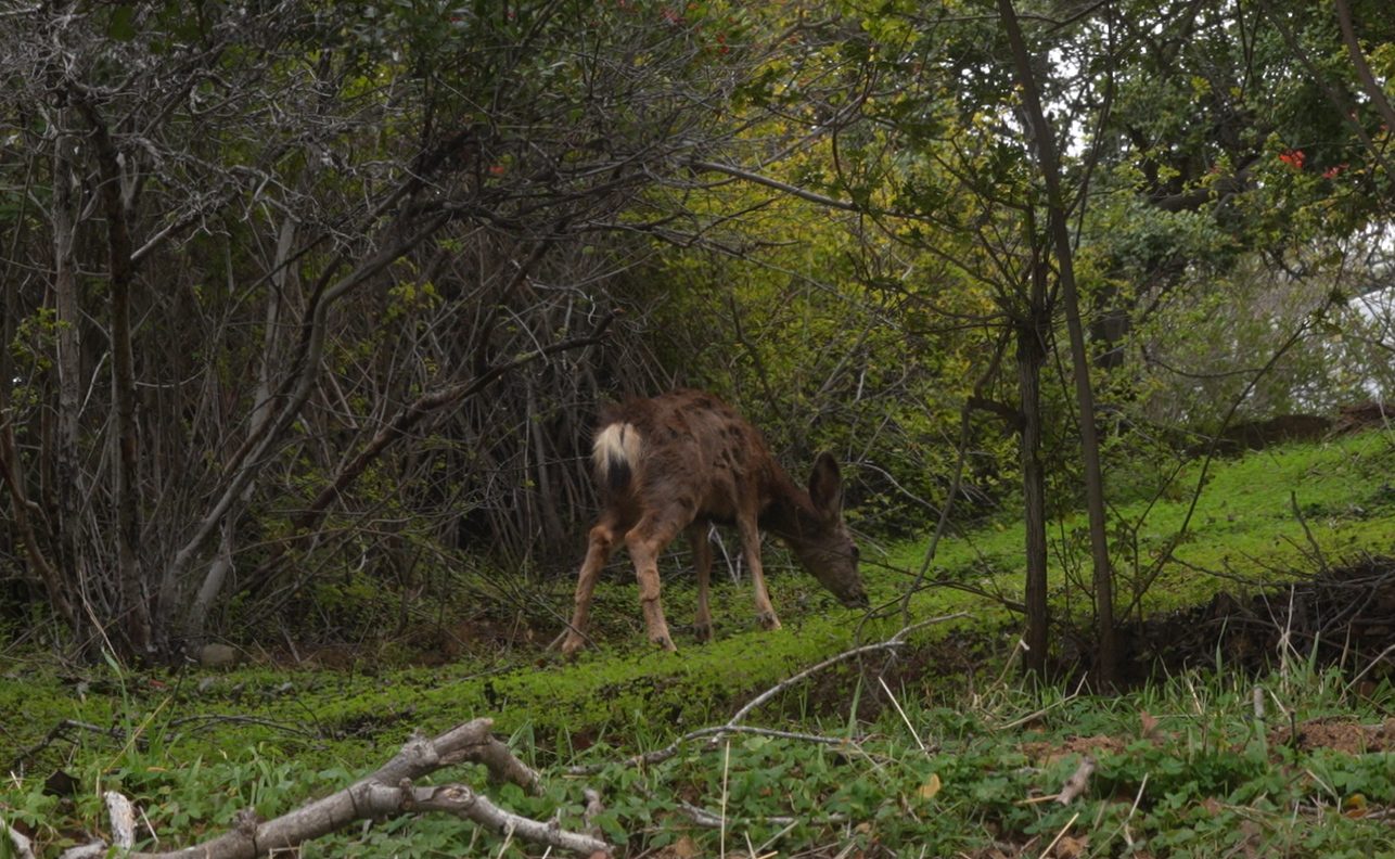 ‘At least being humane.' Catalina Island locals respond to decision to eradicate 2,000 deer