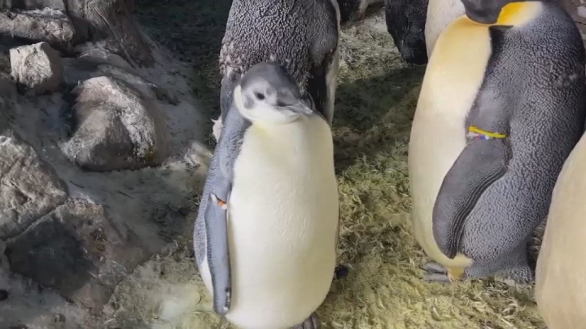 SeaWorld San Diego emperor penguin chick makes her debut in time for ...