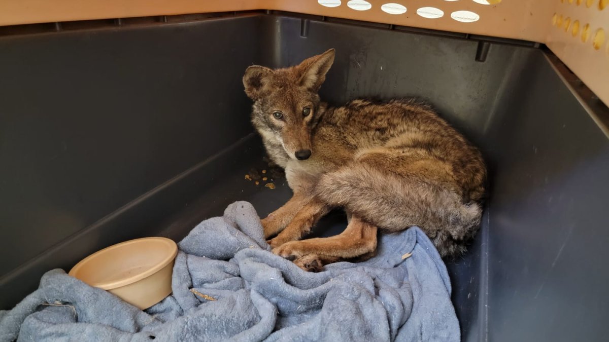 WATCH: Coyote stuck in bucket amid storm's floods darts back to wild after rehab