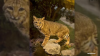 WATCH: Small bobcat gives military family a nature show in their Serra Mesa front yard