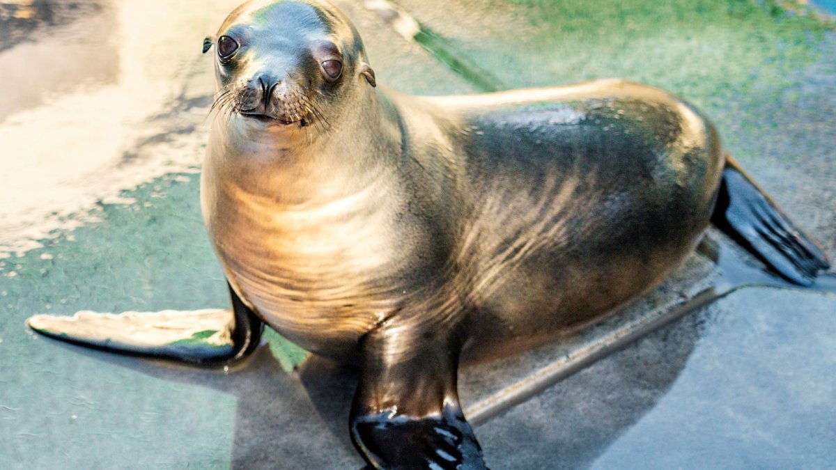 'Gobble' the sea lion pup is gaining health at SeaWorld after Coronado police rescue – NBC 7 San Diego - Vimarsana News