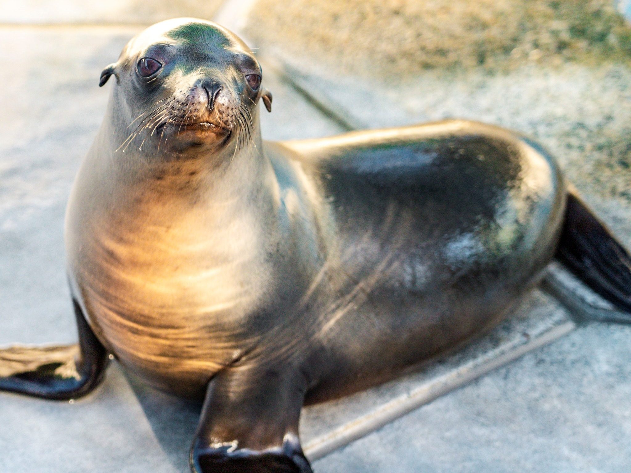 Gobble strikes a pose for the camera. (SeaWorld San Diego)