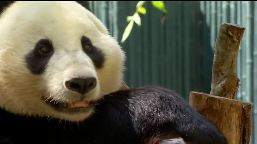 Giant pandas are set to return to the San Diego Zoo