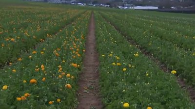 Spring into Color: Carlsbad's Flower Fields to open Friday