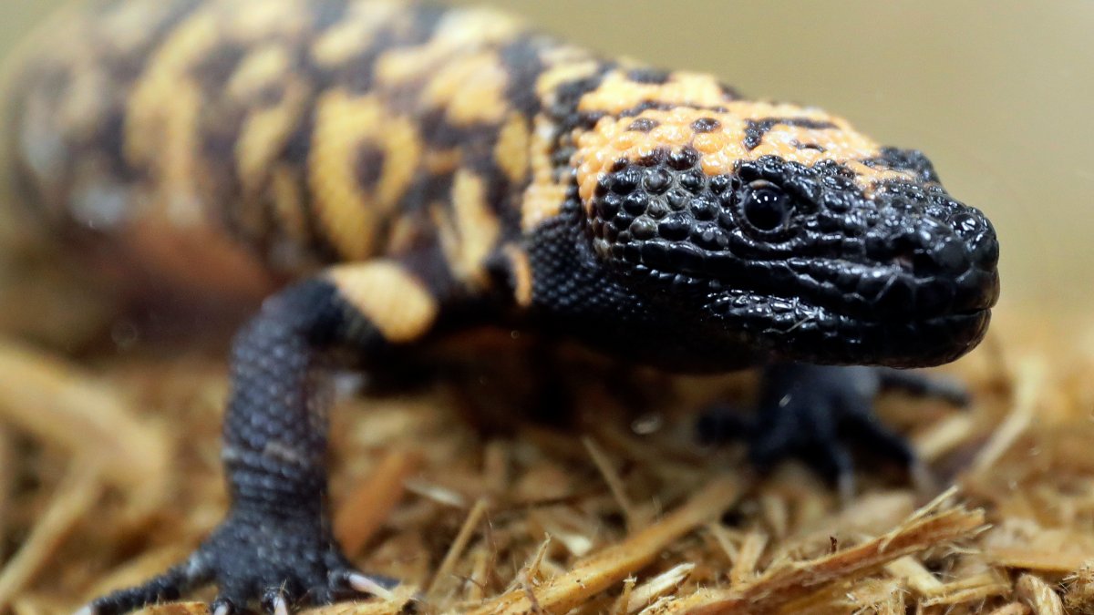 Colorado man dead after pet Gila monster bite – NBC 7 San Diego - Vimarsana News