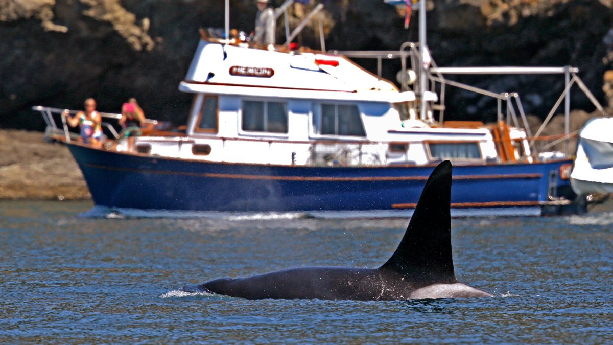 Coast Guard launch boat alert program to protect whales in Seattle – NBC 7 San Diego - Vimarsana News