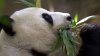 Agreement reached to bring China's pandas back to San Diego Zoo this year