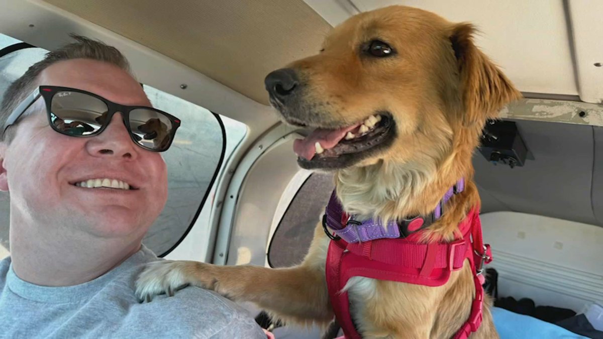 Connie the Container Dog is expecting! - Vimarsana News