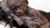Premature gorilla born at Texas Zoo in emergency C-section