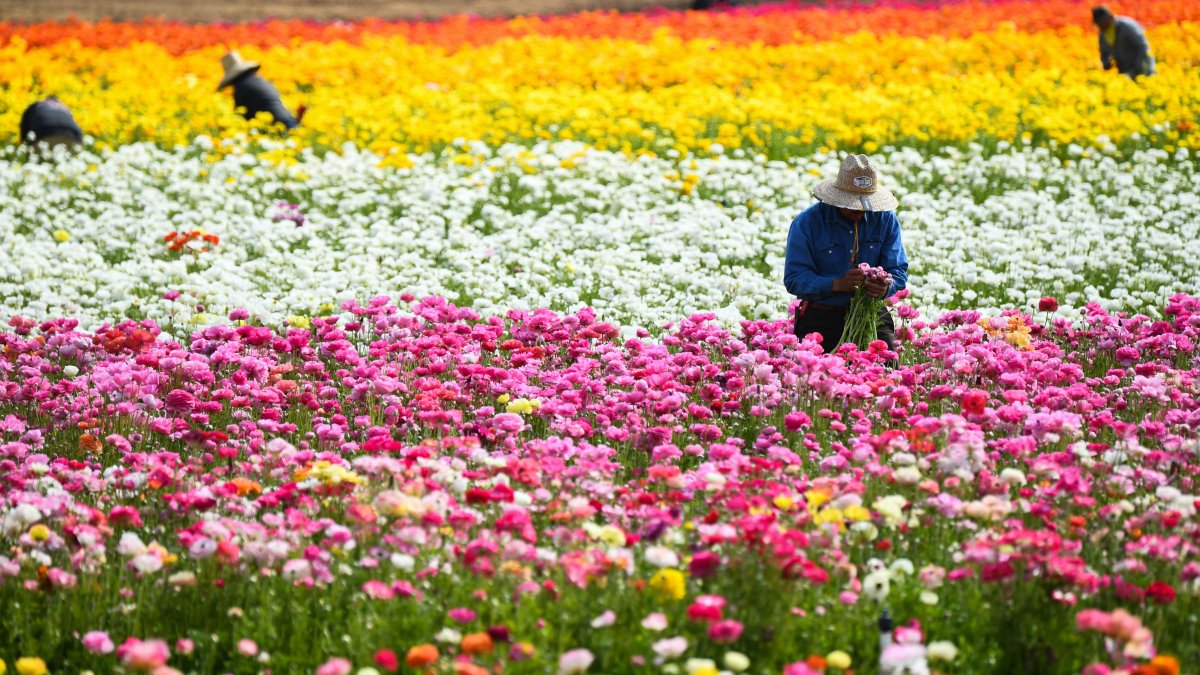 The Flower Fields at Carlsbad Ranch 2024 Tickets, events & more NBC