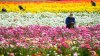 Spring flowers are almost here. What to know before Carlsbad's Flower Fields open