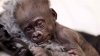 Birth mother, surrogate mother reject baby gorilla born at Fort Worth Zoo