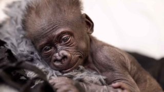 A baby gorilla, Jameela, was born at the Fort Worth Zoo in an emergency c-section.