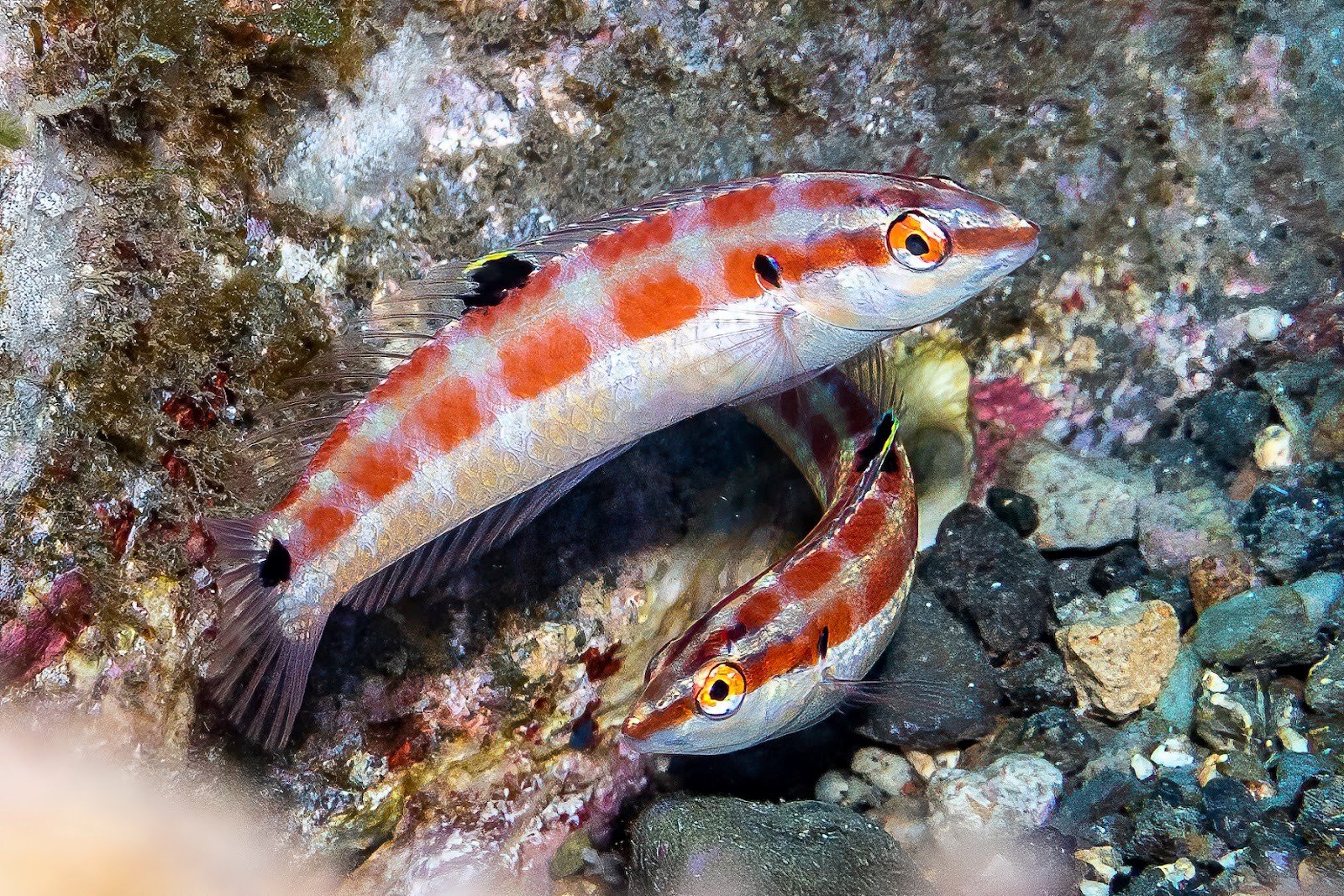 Halichoeres sanchezi: New species of tropical fish discovered – NBC 7 San Diego - Vimarsana News
