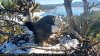 Egg watch: Beloved Big Bear bald eagles patiently await chicks arrival